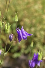 Columbine (Aquilegia vulgaris), blue flower at the edge of a forest, Wilnsdorf, North