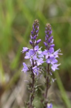 Veronica officinalis (Veronica officinalis), inflorescence at the edge of a forest path, Wilnsdorf,