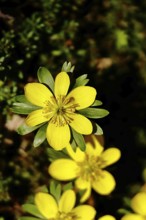 Winter aconites (Eranthis hyemalis), open flower, Wilnsdorf, North Rhine-Westphalia, Germany