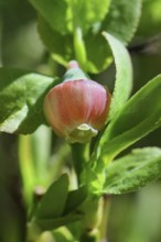 Blossom of the European blueberry, blueberry, wild blueberry (Vaccinium myrtillus), close-up,