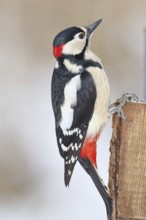Great spotted woodpecker (Dendrocopos major), male, sitting on a fence post in the garden,
