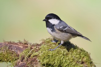 Fir tit (Parus ater), sitting on an old rotten branch covered with moss, Wilnsdorf, North