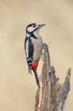 Great spotted woodpecker (Dendrocopos major), male, foraging on a tree stump overgrown with moss