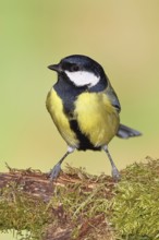 Great tit (Parus major), sitting on moss-covered dead wood, Wilnsdorf, North Rhine-Westphalia,
