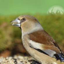 Hawfinch (Coccothraustes coccothraustes), female, animal portrait, North Rhine-Westphalia, Germany
