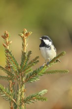 Fir tit (Parus ater), sitting on the top of a young spruce, European spruce (Picea abies),