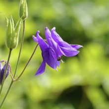 Columbine (Aquilegia vulgaris), blue flower at the edge of a forest, Wilnsdorf, North
