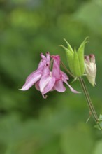 Columbine (Aquilegia vulgaris), pink flower at the edge of a forest, Wilnsdorf, North