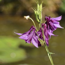 Columbine (Aquilegia vulgaris), dark red flower at the edge of a forest, Wilnsdorf, North
