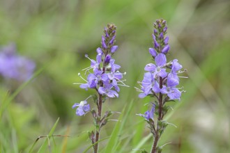Veronica officinalis (Veronica officinalis), inflorescence at the edge of a forest path, Wilnsdorf,