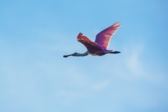 Roseate Spoonbill (Platalea ajaja) in flight, Sanibel Island, J.N. Ding Darling National Wildlife