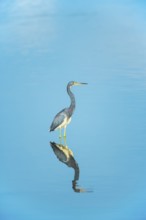 Tricolored heron (Egretta tricolor) looking for food, Sanibel Island, J.N. Ding Darling National