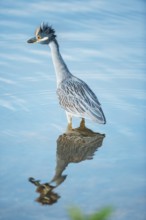 Yellow-crowned Night Heron (Nyctanassa violacea) looking for food, Sanibel Island, J.N. Ding