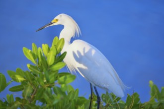 Snowy Egret (Egretta thula) perching on tree, Sanibel Island, J.N. Ding Darling National Wildlife