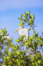 Snowy Egret (Egretta thula) perching on tree, Sanibel Island, J.N. Ding Darling National Wildlife
