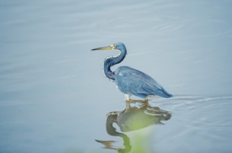 Tricolored heron (Egretta tricolor) looking for food, Sanibel Island, J.N. Ding Darling National