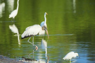 Great white egrets (Ardea alba) and Wood Stork (Mycteria Americana) fishing, Sanibel Island, J.N.