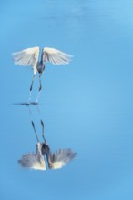 Tricolored heron (Egretta tricolor) starting flight, Sanibel Island, J.N. Ding Darling National