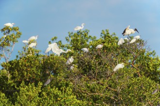 Group of Great white egrets (Ardea alba) and Wood Stork (Mycteria Americana) perching on tree,