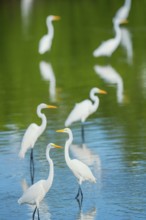 Great white egrets (Ardea alba) looking for food in a pond, Sanibel Island, J.N. Ding Darling