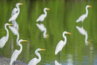 Great white egrets (Ardea alba) looking for food in a pond, Sanibel Island, J.N. Ding Darling