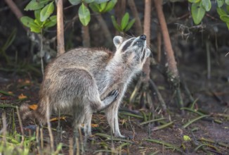 Raccoon (Procyon lotor) scratching himself, Sanibel Island, J.N. Ding Darling National Wildlife