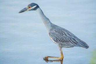 Yellow-crowned Night Heron (Nyctanassa violacea) looking for food, Sanibel Island, J.N. Ding