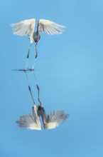 Tricolored heron (Egretta tricolor) in flight, Sanibel Island, J.N. Ding Darling National Wildlife