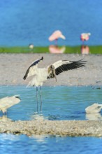 Wood Stork (Mycteria Americana) and Roseate Spoonbills (Platalea ajaja) fishing, Sanibel Island, J