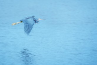 Tricolored herons (Egretta tricolor) in flight, Sanibel Island, J.N. Ding Darling National Wildlife