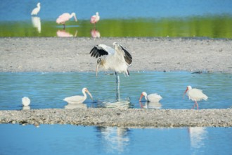 Wood Stork (Mycteria Americana) and Roseate Spoonbills (Platalea ajaja) fishing, Sanibel Island, J