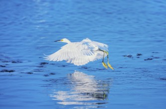 Snowy Egret (Egretta thula) in flight, Sanibel Island, J.N. Ding Darling National Wildlife Refuge