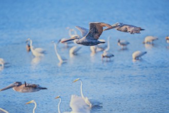 Brown pelicans (Pelecanus occidentalis) in flight, Sanibel Island, J.N. Ding Darling National
