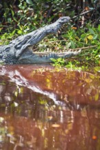 American alligator (Alligator mississipiensis), opening its jaws, Sanibel Island, J.N. Ding Darling