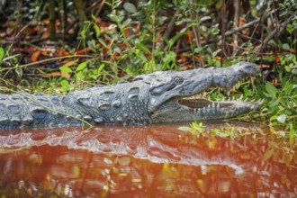 American alligator (Alligator mississipiensis), opening its jaws, Sanibel Island, J.N. Ding Darling