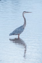 Great blue heron (Ardea herodias) looking for food, Sanibel Island, J.N. Ding Darling National