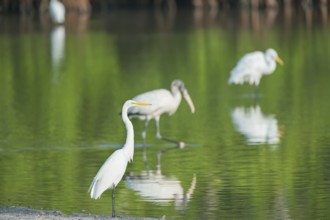Great white egrets (Ardea alba) and Wood Stork (Mycteria Americana) fishing, Sanibel Island, J.N.