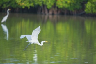 Great white egret (Ardea alba) in flight, Sanibel Island, J.N. Ding Darling National Wildlife