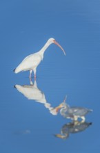 American white ibis (Eudocimus albus) and Tricolored heron (Egretta tricolor) looking for food,