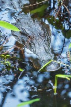 American alligator (Alligator mississipiensis), submerging, Sanibel Island, J.N. Ding Darling