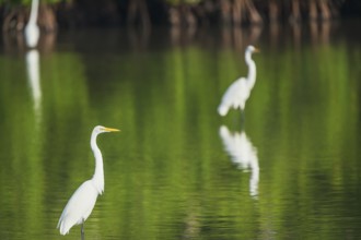Great white egrets (Ardea alba) looking for food, Sanibel Island, J.N. Ding Darling National