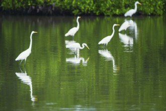 Great white egrets (Ardea alba) looking for food in a pond, Sanibel Island, J.N. Ding Darling