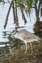 Yellow-crowned Night Heron (Nyctanassa violacea) looking for food, Sanibel Island, J.N. Ding