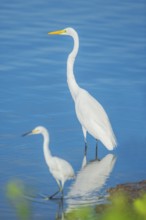 Snowy Egret (Egretta thula) and Great white egret (Ardea alba) looking for food, Sanibel Island, J