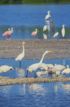 Group of Great white egrets (Ardea alba) fishing, Sanibel Island, J.N. Ding Darling National