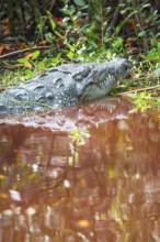 American alligator (Alligator mississipiensis), Sanibel Island, J.N. Ding Darling National Wildlife