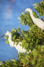 Snowy Egret (Egretta thula) perching on tree, Sanibel Island, J.N. Ding Darling National Wildlife