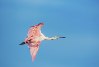 Roseate Spoonbill (Platalea ajaja) in flight, Sanibel Island, J.N. Ding Darling National Wildlife