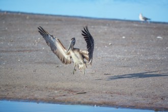 Brown pelican (Pelecanus occidentalis) starting flight, Sanibel Island, J.N. Ding Darling National