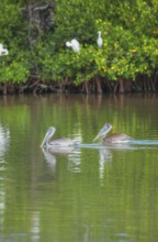 Group of Brown pelicans (Pelecanus occidentalis) fishing, Sanibel Island, J.N. Ding Darling